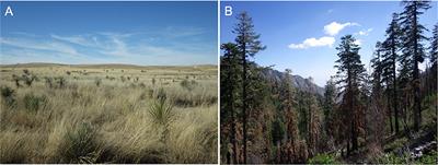 Scaling and Complexity in Landscape Ecology